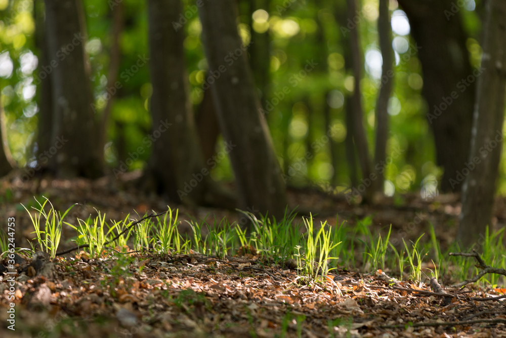 Sun rays in the forest in spring time