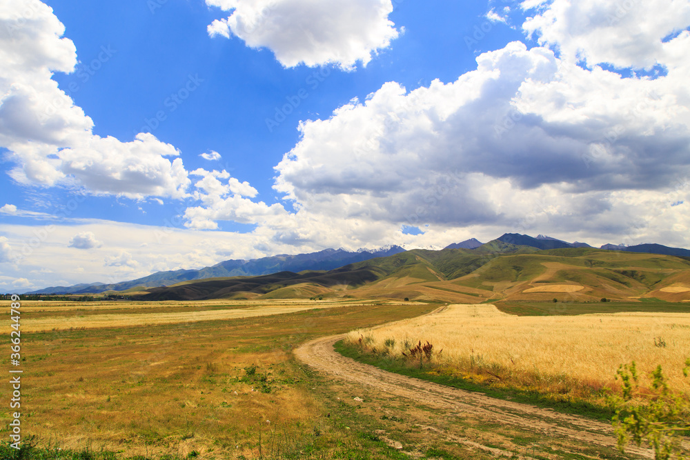 Yellow wheat field against the background of mountains and blue sky. Harvest bread. Summer landscape. Kyrgyzstan