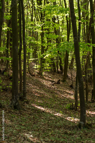 Fototapeta Naklejka Na Ścianę i Meble -  Sun rays in the forest in spring time