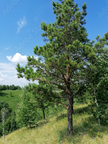 A pine tree in a green clearing, illuminated by the sun. © Konada