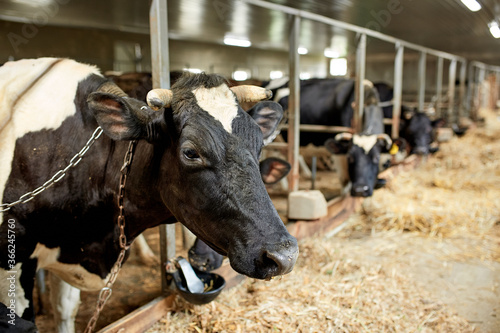 Fototapeta Naklejka Na Ścianę i Meble -  A herd of cows inside a dairy farm eating grass and hay, drinking water