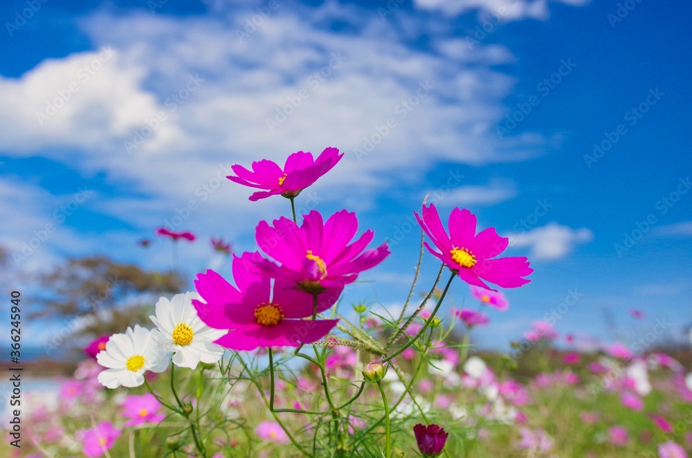 青空に映えるコスモス