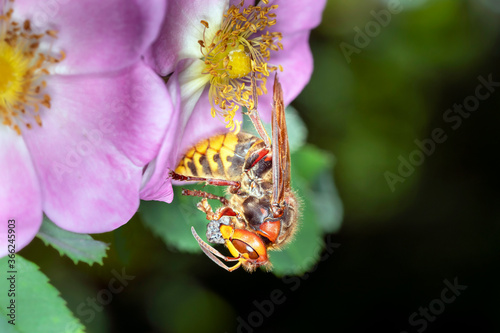 Hornet - Vespa crabro germana - when eating photo