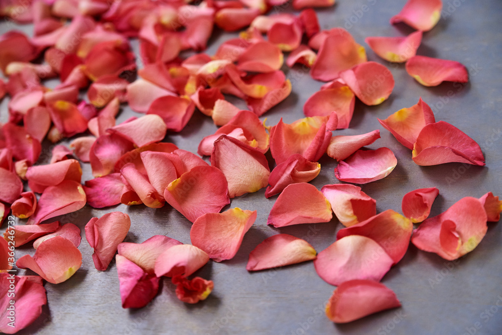 Vivid pink red rose petals scattered isolated on grey background. Wedding Bridal Valentines Women's Day celebration. Close-up picture of Floral holiday decorations. Vivid pink red rose petals scattered isolated on grey background. Wedding Bridal Valentines Women's Day celebration. Close-up picture of Floral holiday decorations.