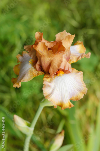 Iris germanica.