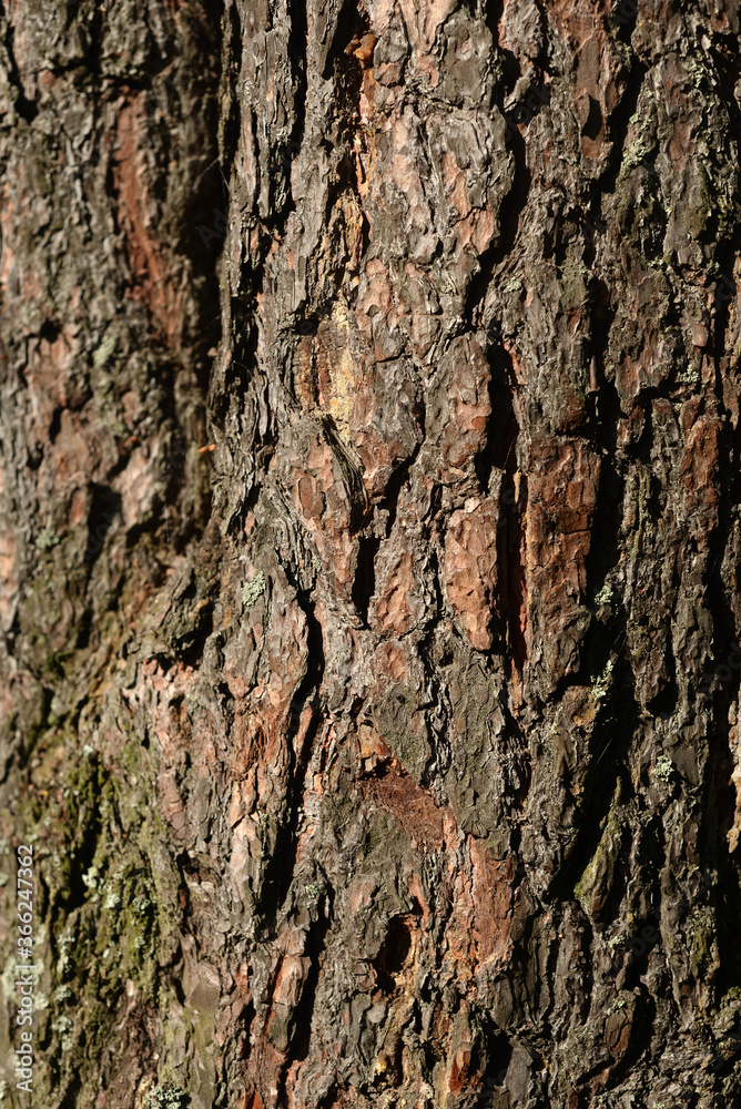 Bark pine tree background. Bark pine tree background.