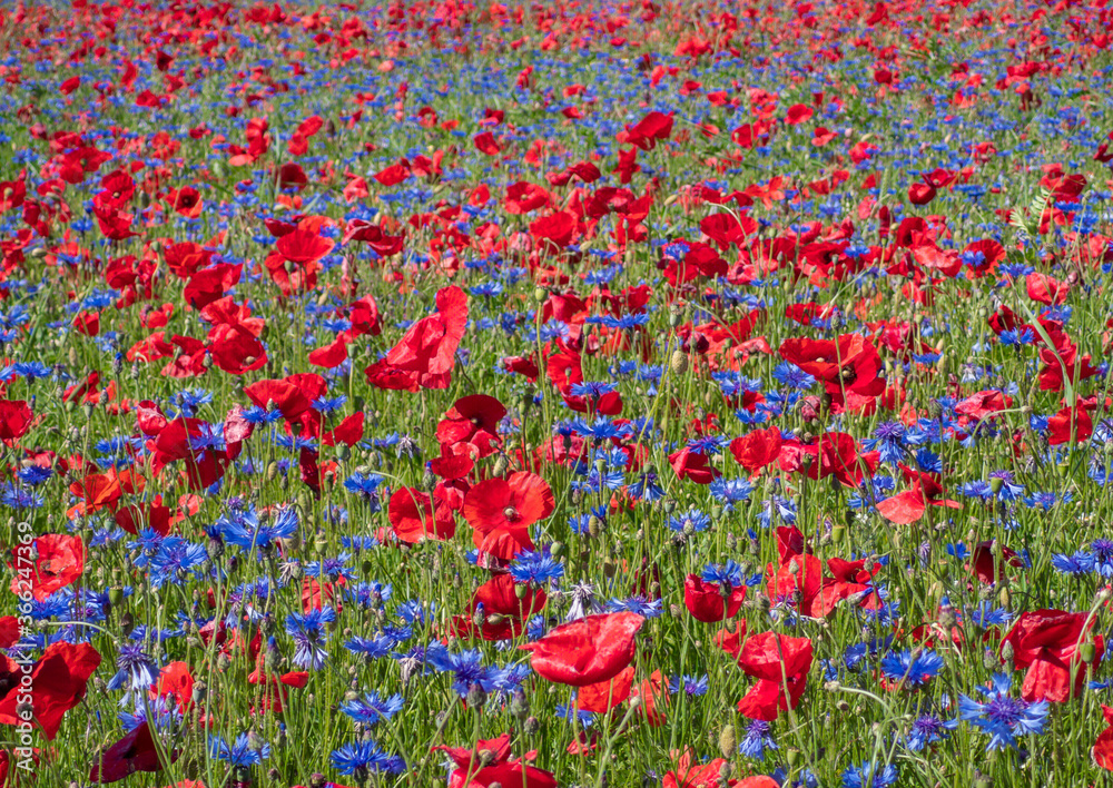 Castelluccio di Norcia, 2020 (Umbria, Italy) - The famous landscape flowering with many colors, in the highland of Sibillini Mountains, central Italy.