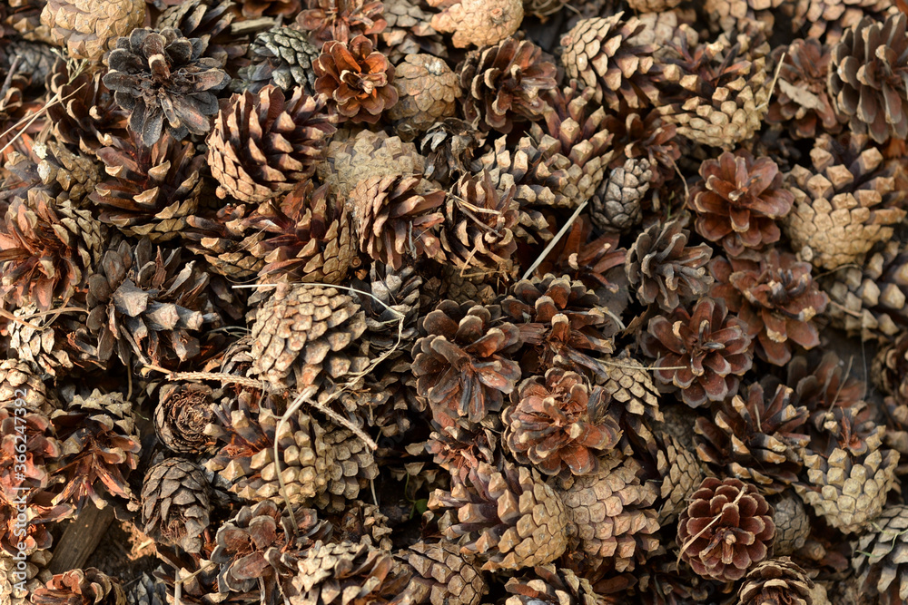 Background of pine cones.