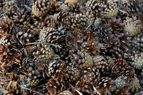 Background of pine cones.