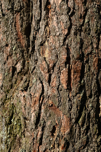 Bark pine tree background.