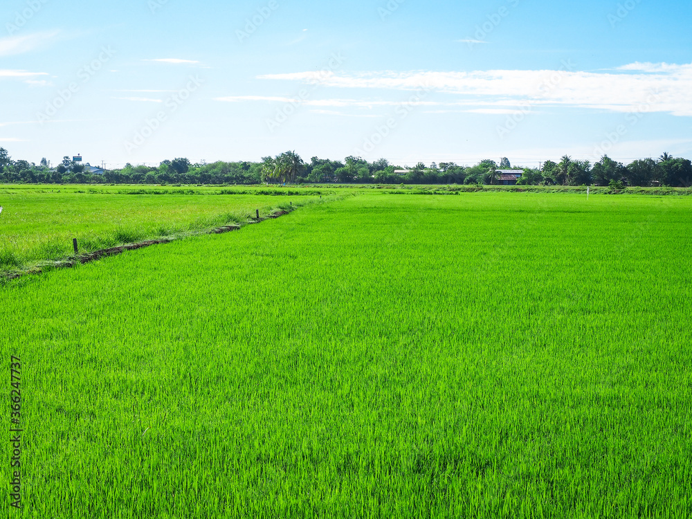 green rice field with blue sky nature background. green rice field with blue sky nature background.