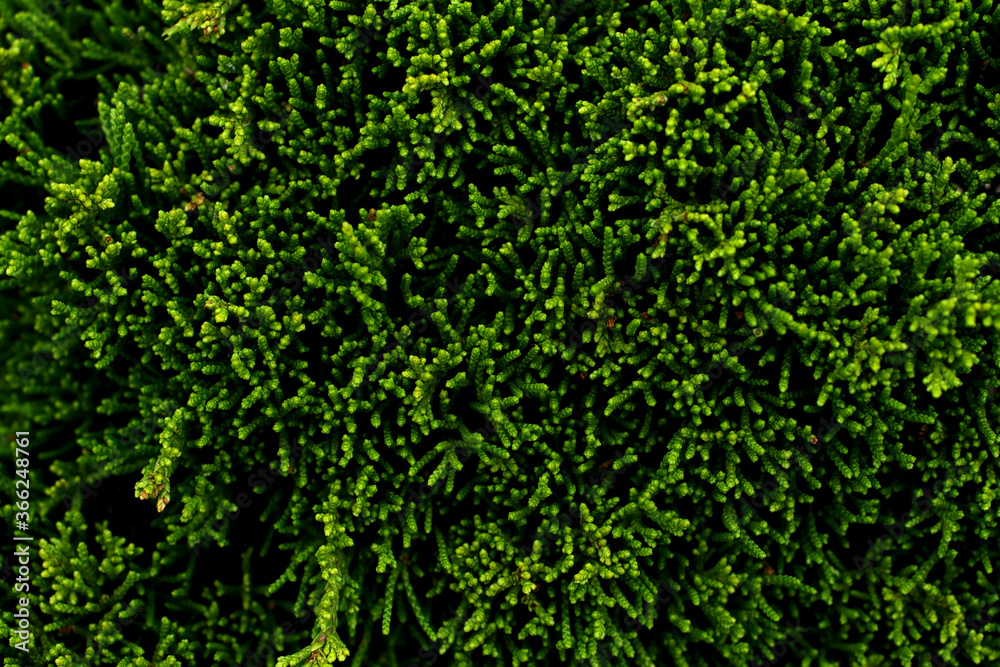 Fototapeta premium Closeup photography of green plant.Growth background.