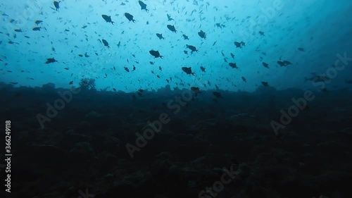 Wallpaper Mural Coral reef. Beautiful silvery fish underwater background Torontodigital.ca