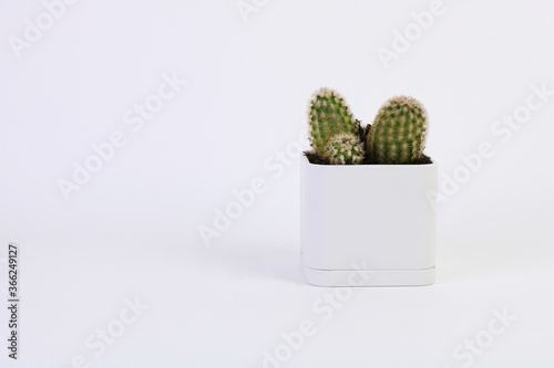 cactus in a white cubic pot