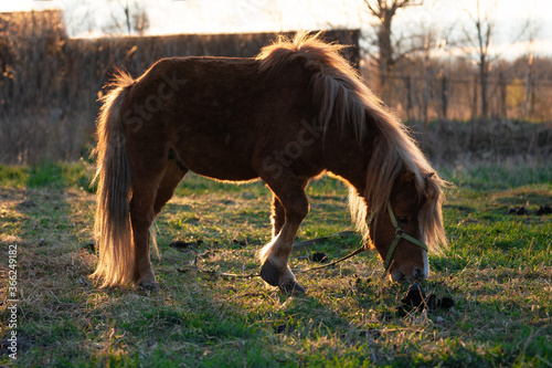 Red pony horse grazing on the green meadow in the rays of setting sun © Georgy Dzyura
