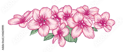 Wallpaper Mural Blooming apple tree flowers hand drawn illustration Torontodigital.ca