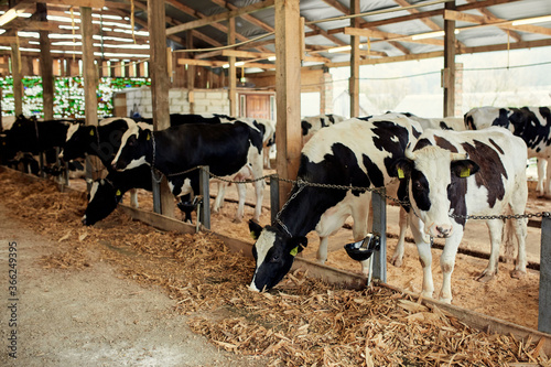 A herd of cows inside a dairy farm eating grass and hay, drinking water.