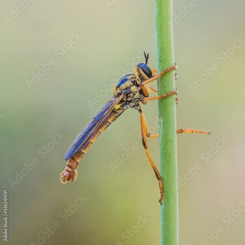 parecida a la libelula es una mosca depredadora que llega a comerse las de su especie photo