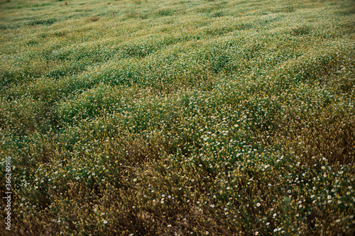 bonito campo de flores margaritas soleado