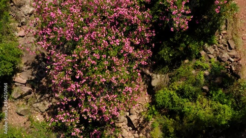 oleander in mountain river mediterranean aerial view