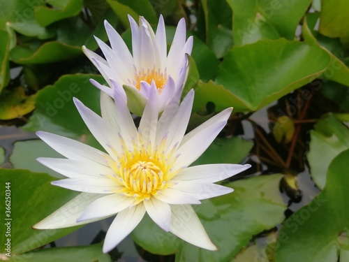 white water lily