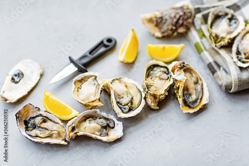 Fresh opened Oysters close-up on gray background with sliced lemon and ice. Healthy sea food. Gourmet food. Flat lay, top view, mockup, overhead, template with copy space. Online order and food