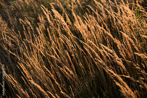 campo de trigo cereal soleado dorado toscana