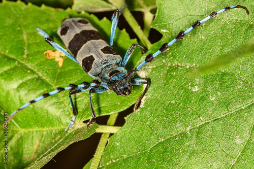 Rosalia Longicorn - Rosalia alpina or Alpine longhorn beetle, is a large longicorn (family Cerambycidae) that is distinguished by its distinctive markings