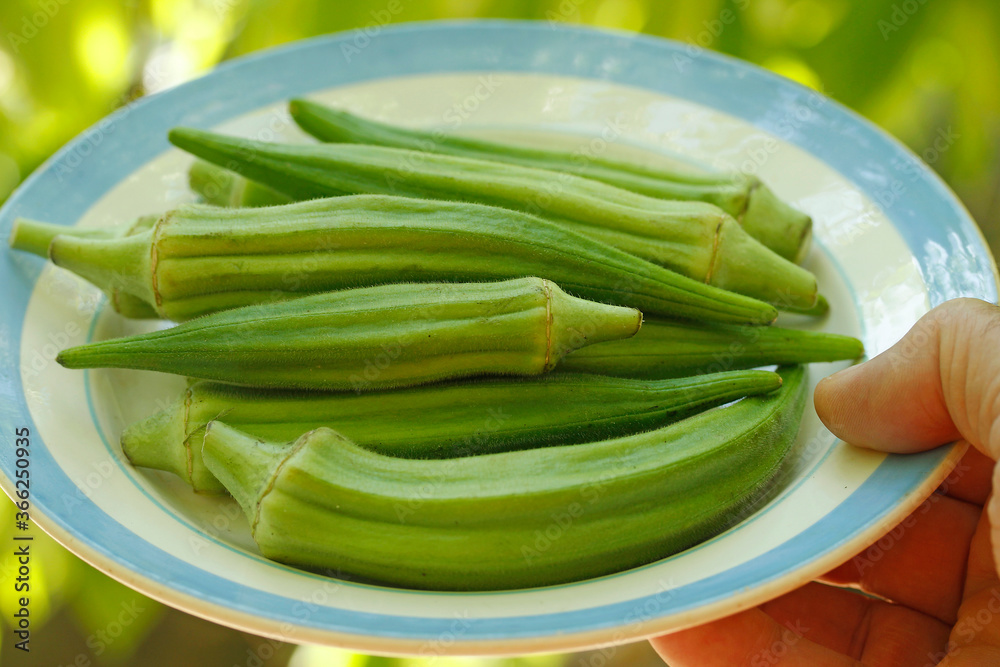 Okra