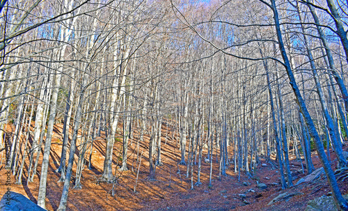 Bosque en El Montseny, Barcelona Cataluña España

 photo