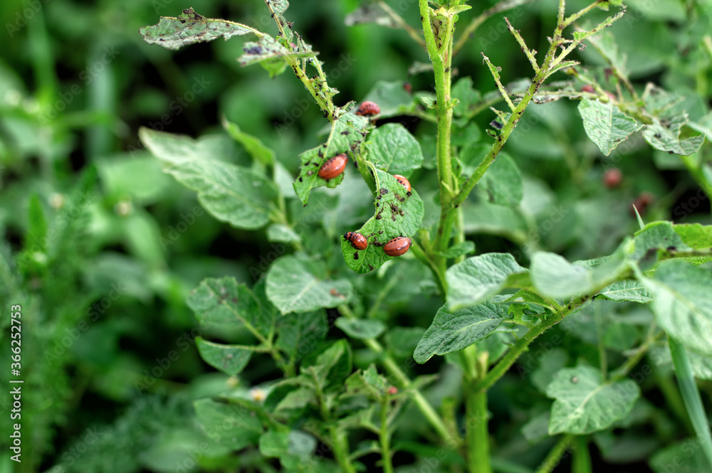 Colorado potato beetle larvae destroy potato leaves.