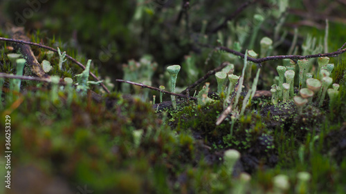 Humus forestier, champignons semblant fluorescents 