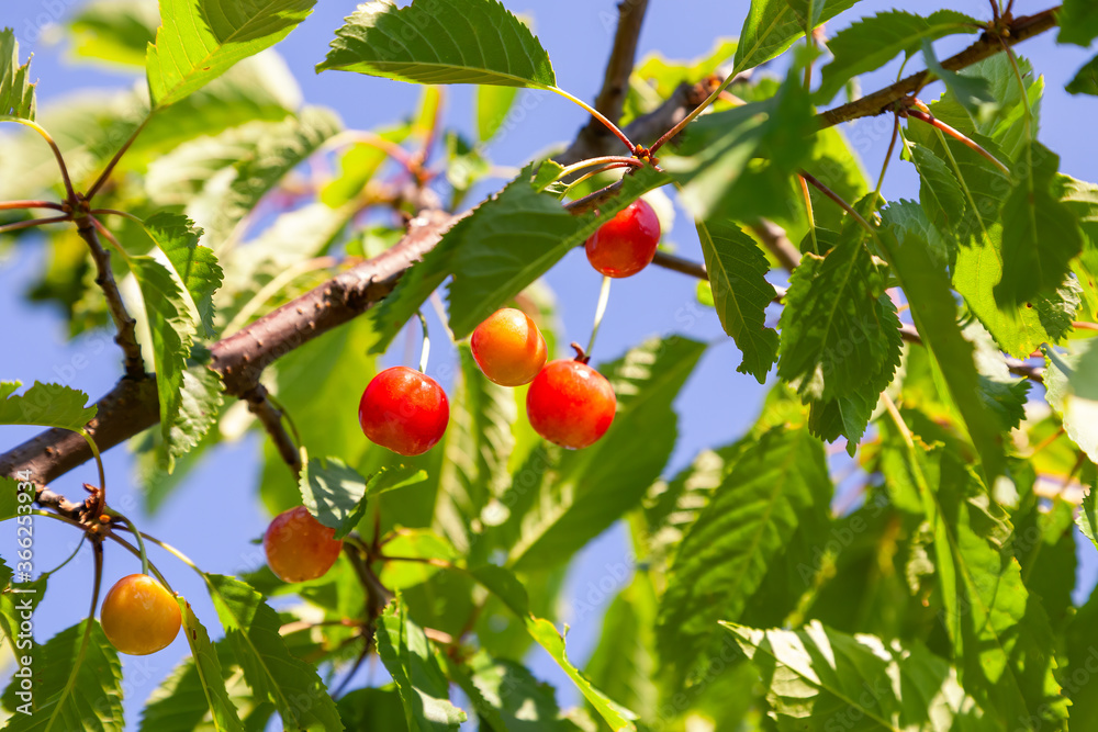 Cherries hanging on a cherry tree branch. Close up view.