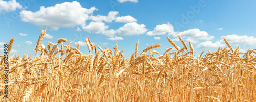 Photography Scenic landscape of growing golden organic wheat stalk field against blue sky on bright sunny summer day