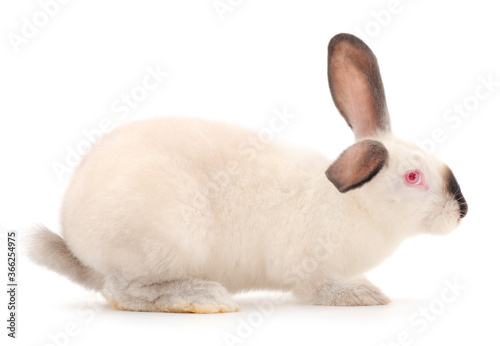 White rabbit isolated.