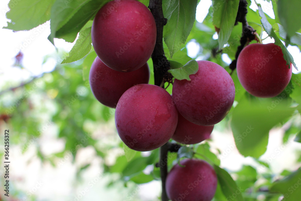 Obraz premium Ripe purple cherry plum on a branch in the summer garden.