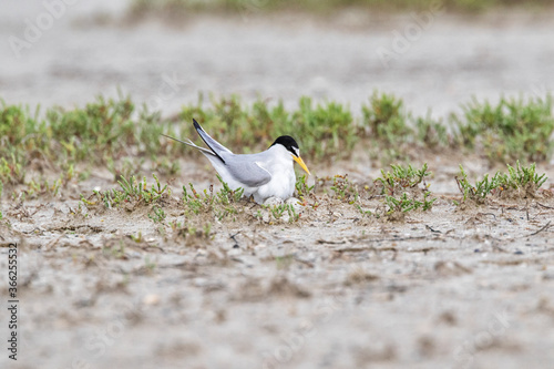 The least tern  on the nest with eggs in front of her, Galveston beach, Texaas photo