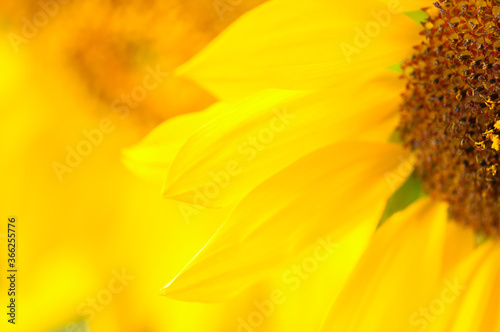 Beautiful yellow sunflower petals background. Close up.