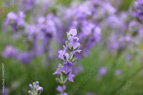 Purple Lavender flowers in the garden. Selective focus. Natural blurred floral background