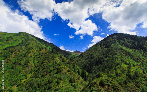 Green tops of mountains with trees against a blue sky. Summer mountain landscape. Tourism and travel.