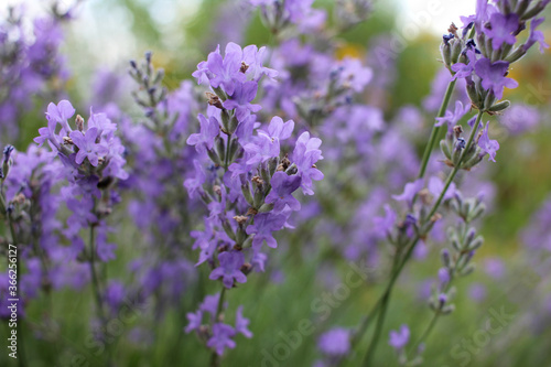 Purple Lavender flowers in the garden. Selective focus. Natural blurred floral background