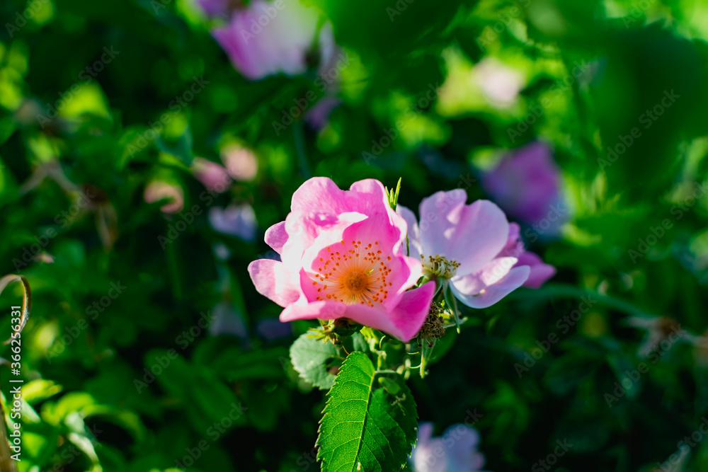 Delicate pink wild rose flower in nature. A large, prickly shrub with flowering branches for fruit. Around carved green leaves. Natural beauty Delicate pink wild rose flower in nature. A large, prickly shrub with flowering branches for fruit. Around carved green leaves. Natural beauty