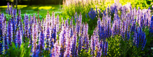 Close-up of purple decorative flowers of sage field. Banner, panorama.