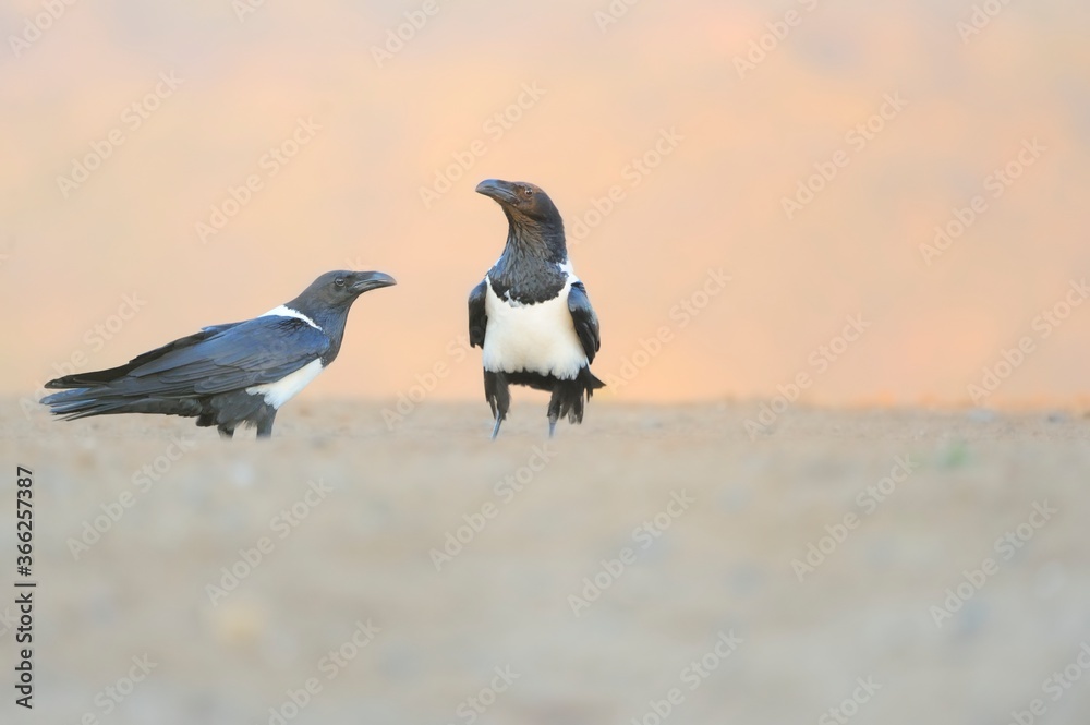Fototapeta premium PIED CROWS (Corvus albus) 