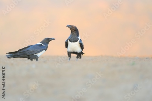 PIED CROWS (Corvus albus) 
