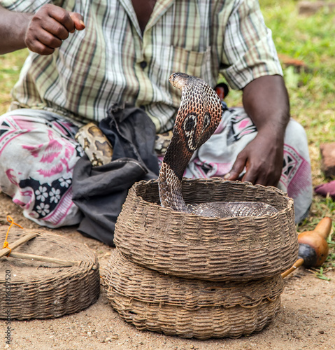 Snake charmer Fakir is played by cobra charmers