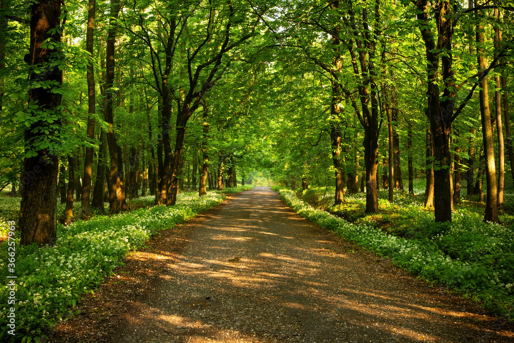 Fototapeta premium Road leading between trees, flanked on both sides by wild garlic flowers.