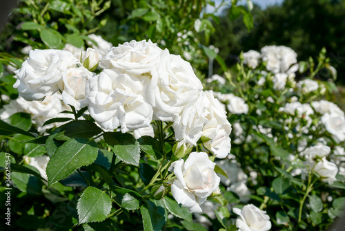 white roses in the garden