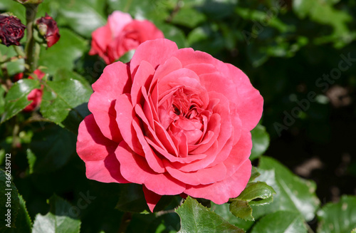 pink rose flower in garden