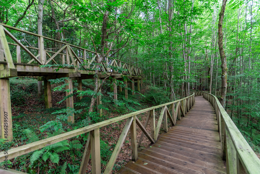 Perspective of wooden walkway, without people, through a green and gloomy forest, in Cantabria, Spain, horizontal